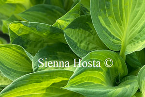 Hosta 'Julie Morss'