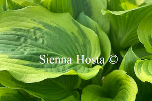 Hosta 'Bobbie Sue'
