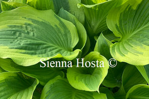 Hosta 'Bobbie Sue'