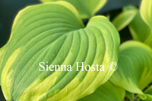 Hosta 'Sweet Innocence'