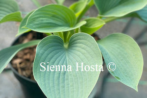 Hosta 'Blue Wedgwood'