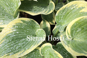 Hosta 'Grey Glacier'