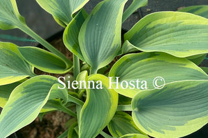 Hosta 'Teatime'