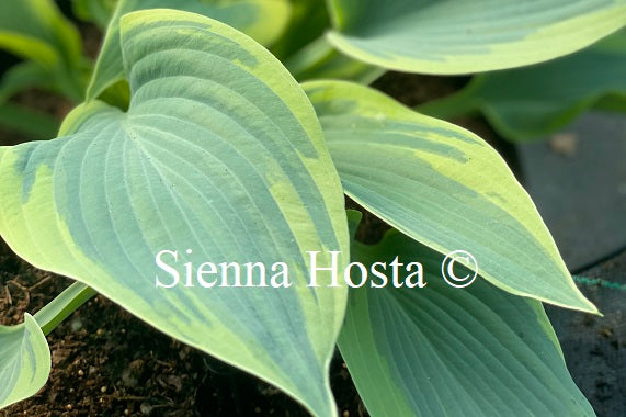 Hosta 'Teatime'