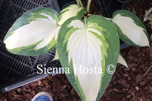 Hosta 'Hotspur'