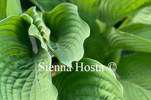 Hosta 'Viking Ship'