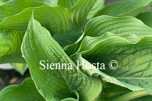 Hosta 'Viking Ship'