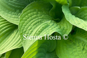 Hosta 'Faith'