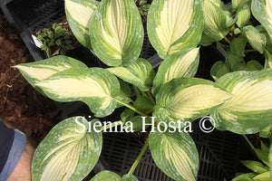 Hosta 'Imperial Palace'