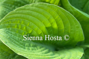 Hosta 'Faith'