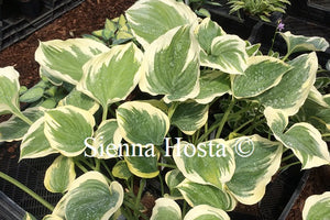 Hosta 'Ivory Coast'