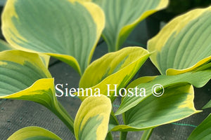 Hosta 'Clifford's Forest Fire'