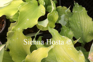 Hosta 'Jessica Alba'