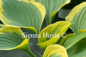 Hosta 'Clifford's Forest Fire'