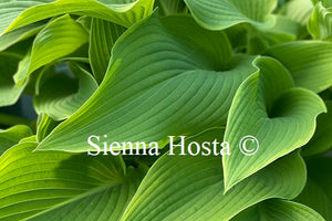 Hosta 'Abba Dabba Do'