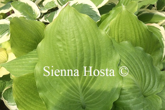 Hosta 'Lakeside Khum Kaw'