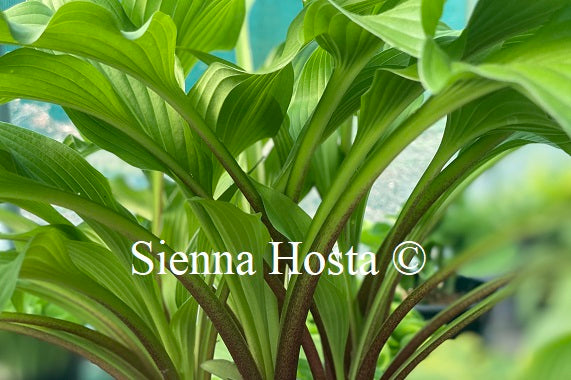 Hosta 'Purple Glory'