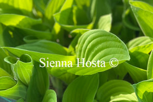 Hosta 'August Moon'