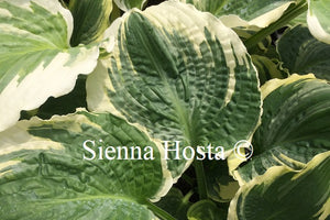 Hosta 'Lakeside Prophecy Fulfilled'