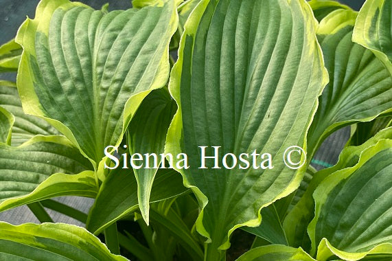 Hosta 'Stand Corrected'