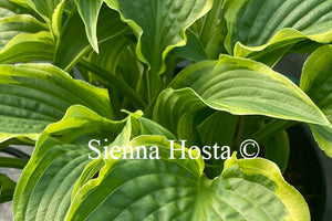 Hosta 'Stand Corrected'