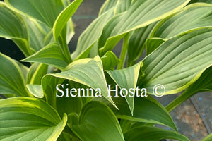 Hosta 'Yucca Ducka Do'