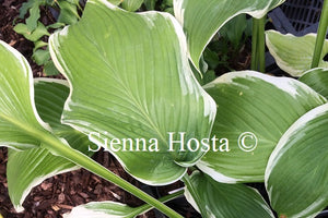 Hosta 'Lakeside Swan Pon'