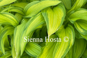 Hosta On the Marc