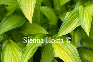 Hosta On the Marc