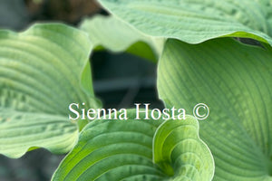 Hosta 'Blue Dolphin'