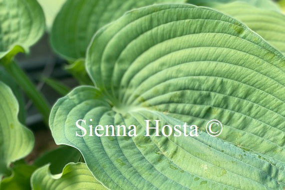 Hosta 'Blue Dolphin'