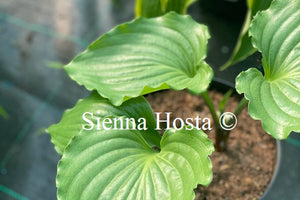 Hosta 'Candy Dish'