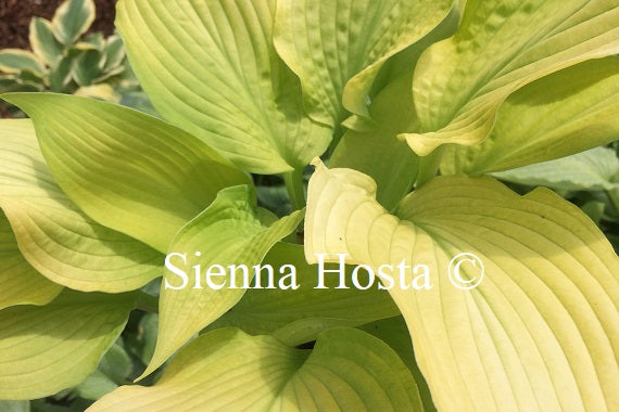 Hosta 'Madam'