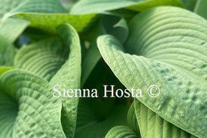 Hosta 'Blarney Stone'