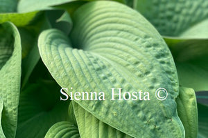 Hosta 'Blarney Stone'