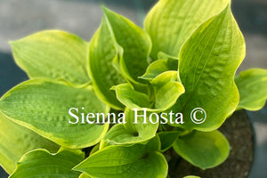 Hosta 'Fireplace'