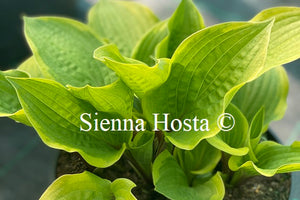 Hosta 'Fireplace'