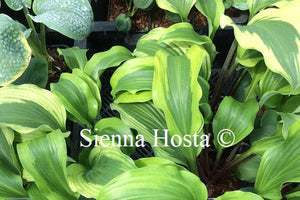 Hosta 'Monkey Business'