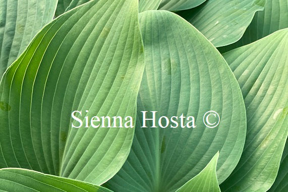 Hosta 'Devon Mist'