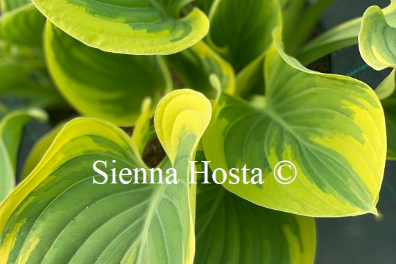 Hosta Majesty