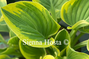 Hosta Majesty