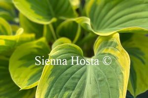 Hosta Majesty