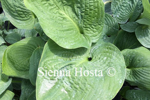 Hosta 'Millennium'