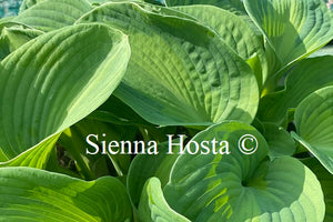 Hosta 'Borwick Beauty'