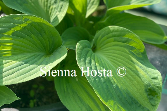 Hosta 'Borwick Beauty'