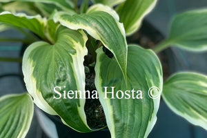 Hosta 'Proud Dragon'