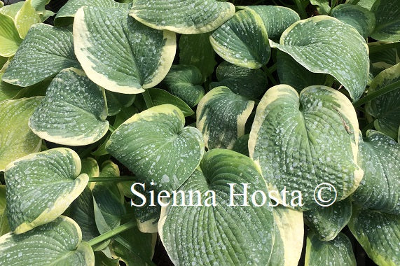 Hosta 'My Friend Nancy'