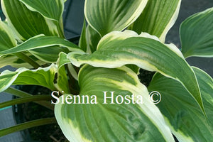Hosta 'Proud Dragon'