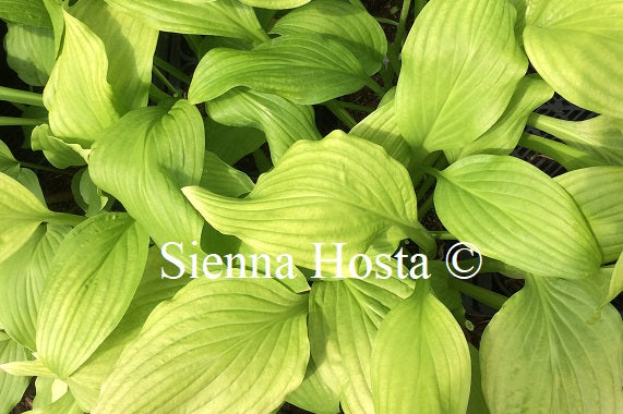 Hosta 'Ogon Tachi'