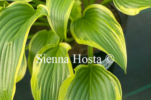 Hosta 'Exotic Presentation'